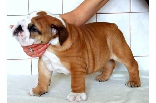 english_bulldog_englische_bulldogge_welpen_2