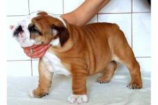 English Bulldog - Englische Bulldogge welpen
