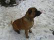 Verschenke an einen lieben Hundefreund Rasseh�ndin-Klasseh�ndin; Danka
