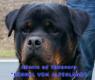 ROTTWEILERWELPEN ZU VERKAUFEN !