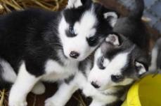 wundersch�ne Siberian Huskywelpen mit Papieren abzugeben
