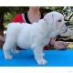 Super s��e English Bulldoggen Welpen abzugeben.