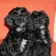 Tibet Terrier Welpen