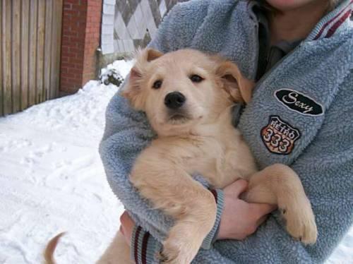 verspielte_golden_retriever_kinder_1