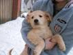 Verspielte Golden Retriever Kinder