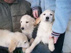 Verspielte Golden Retriever Kinder