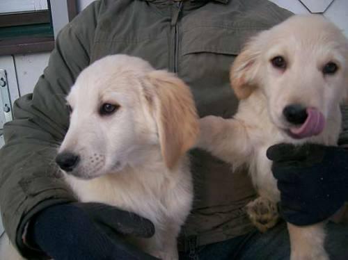 verspielte_golden_retriever_kinder_3