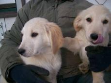Verspielte Golden Retriever Kinder