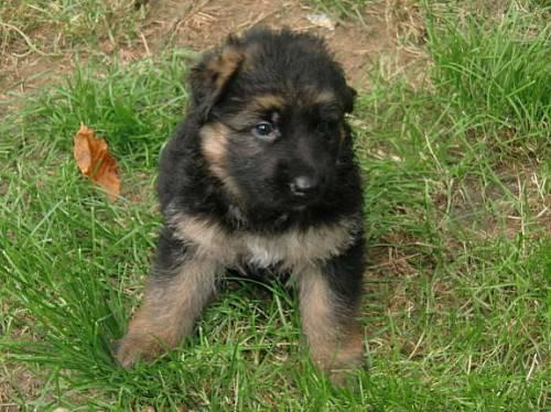 schaeferhundwelben_zu_verkaufen_1