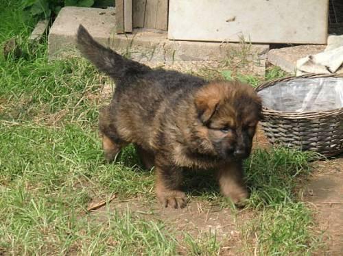 schaeferhundwelben_zu_verkaufen_3