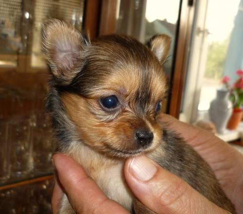 chihuahua_sierra_madre_3