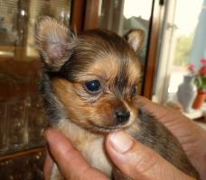 Chihuahua Sierra Madre