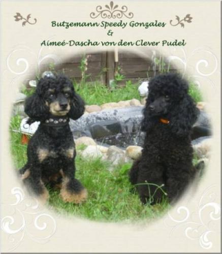 zwergpudelzucht_in_black_and_tan_schwarz_und_apricot