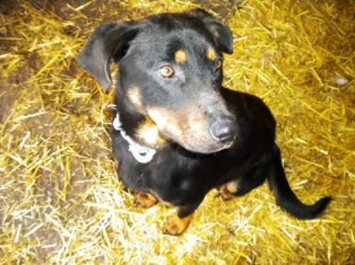 wunderhuebscher_labradormischling_sucht_dringend_ein_zuhause_2