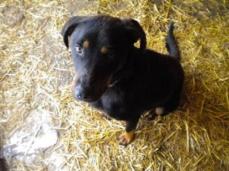 Wunderh�bscher Labradormischling sucht dringend ein Zuhause!
