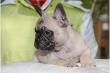 Franz�sische Bulldogge welpne!!