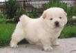 ! ! ! liebevolle charmante Chow Chow Welpen! ! !
