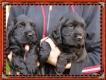 cockerspaniel h�ndin Suche ein sch�nes neues