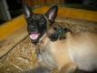Malinois - Welpen