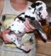 Deutsche Dogge Welpen mit perfekten
