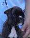 boxer welpen