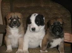 Zentralasiatische Sch�ferhunde