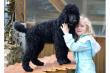 Gesunde pudelr�de 15 Wochen