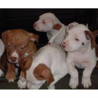 Red Nose Pit Bull Welpen mit Papieren ADBA,