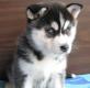 3 wundersch�ne siberian Huskywelpen zu verkaufen!