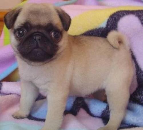 super_suesse_mops_welpen_suchen_liebevolles_zuhause_2