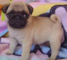 super s�sse Mops Welpen suchen Liebevolles Zuhause