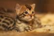 +++Sozialisierte Bengalkitten-Tasche***( Neue Generation )**