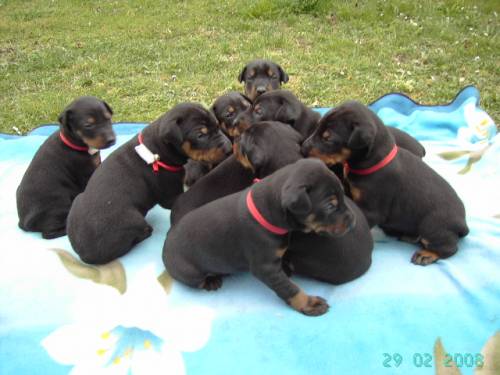 wundersch�ne dobermann welpen