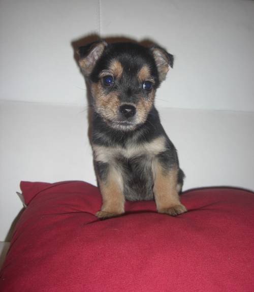se yorkshire terrier prager rattler mischling 