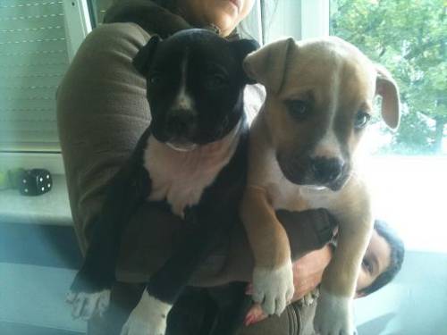 englische staffordshire bullterrier 
