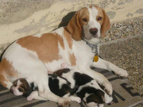 beagle welpen wurfankndigung 