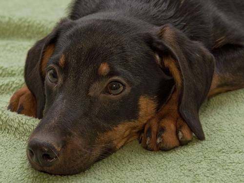 s��e dackel pinschermix welpen 