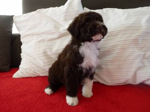 Welpen Fur Allergiker Geeignet Ohne Typischen Hunde Geruch