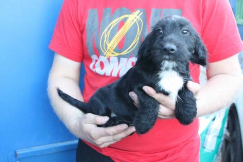 jacky zwergschnauzer dackelmix pflegestelle friedberg