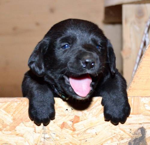 labrador berner sennen welpen 