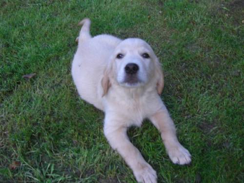 golden retriever welpe sucht neues zu hause