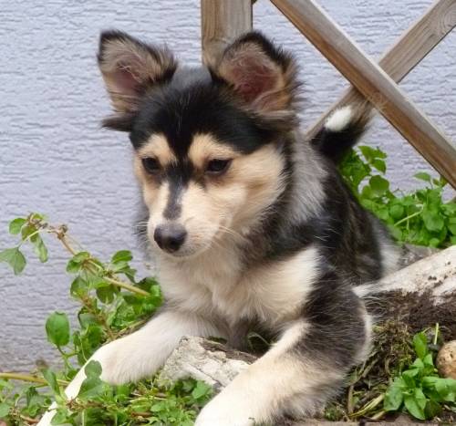Golden Sheltie Mix Google Search Shetland Sheepdog Sheepdog