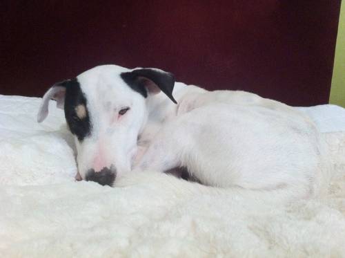 cocco liebevoller bullterrier bodeguero mix 