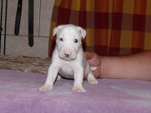 bullterrier welpen aus fci zucht