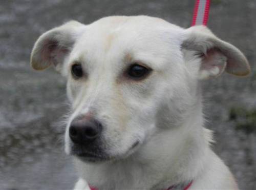 Lab spitz best sale mix