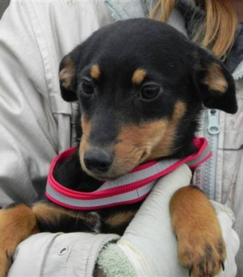 anton pinscher dackelmix rde sucht pflege od fixplatz 