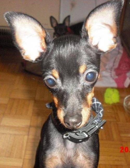 pinki pflegestelle wien prager rattler rde 