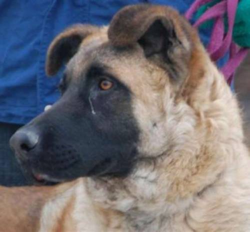 brchen sucht pflege oder fixplatzerl leonberger malinois 