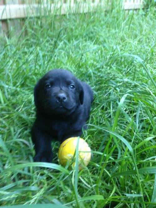 labrador welpen aus o familienzucht im salzkammergut 