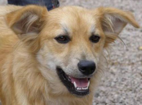 lesly retriever spitz mix hndin